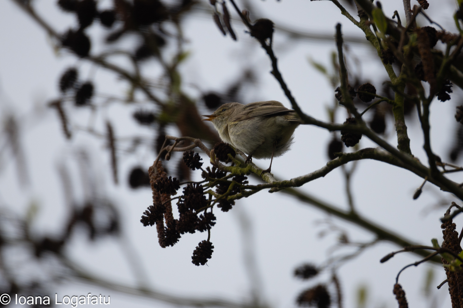 Bird on branches in a calm setting